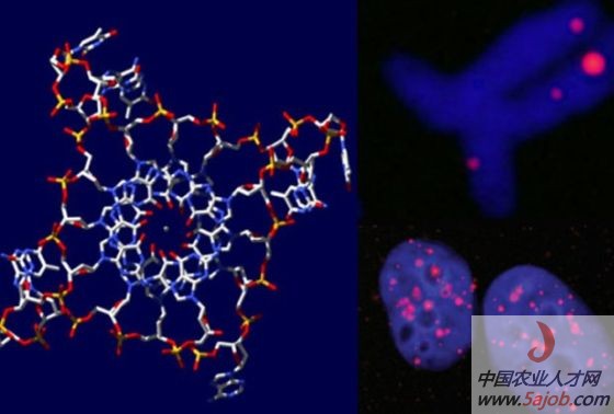 ��D��������DNA�ĽY(ji��)��(g��u)ģ�����҈D��Ⱦɫ�����w��(x��)���˺�Ⱦɫ�w